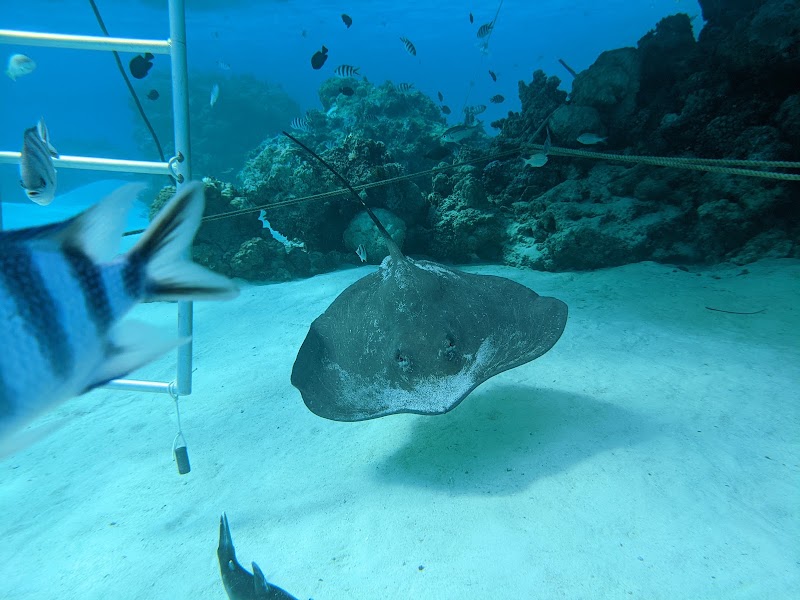 Photo 6 at Aqua Safari Under water walk in 