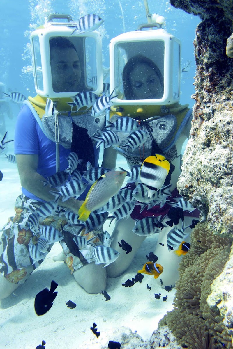Photo 1 at Aqua Safari Under water walk in 