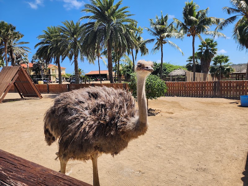 Photo 3 at Philip's Animal Garden in Noord