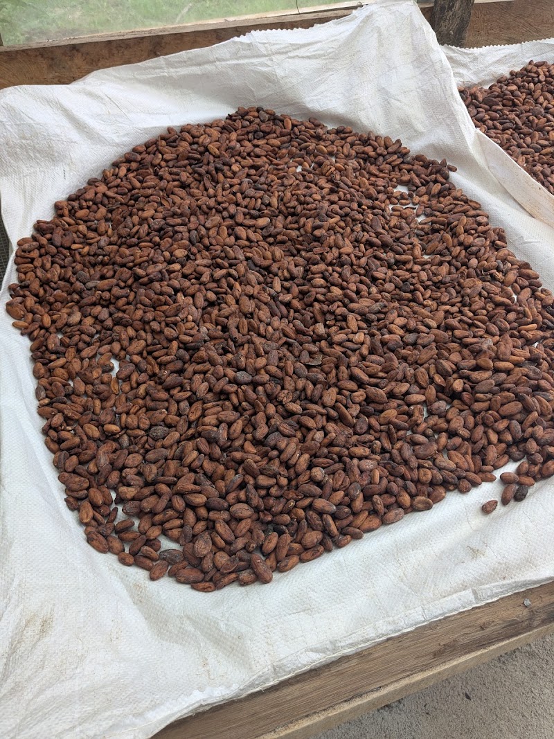 Photo 3 at IXCACAO Maya Belizean Chocolate in San Felipe