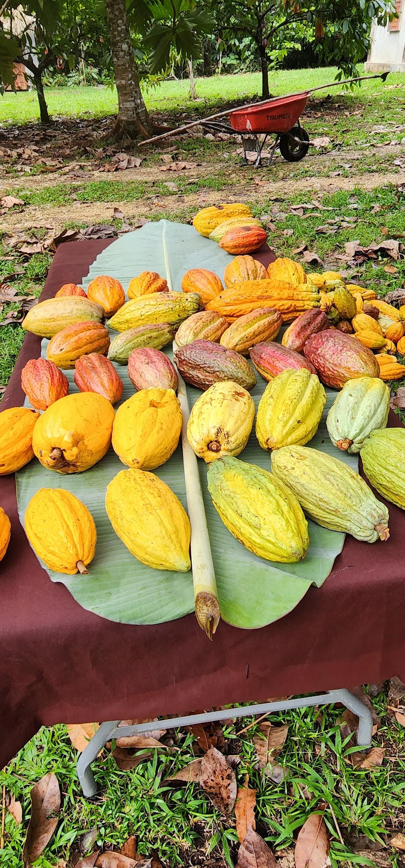 Photo 1 at IXCACAO Maya Belizean Chocolate in San Felipe