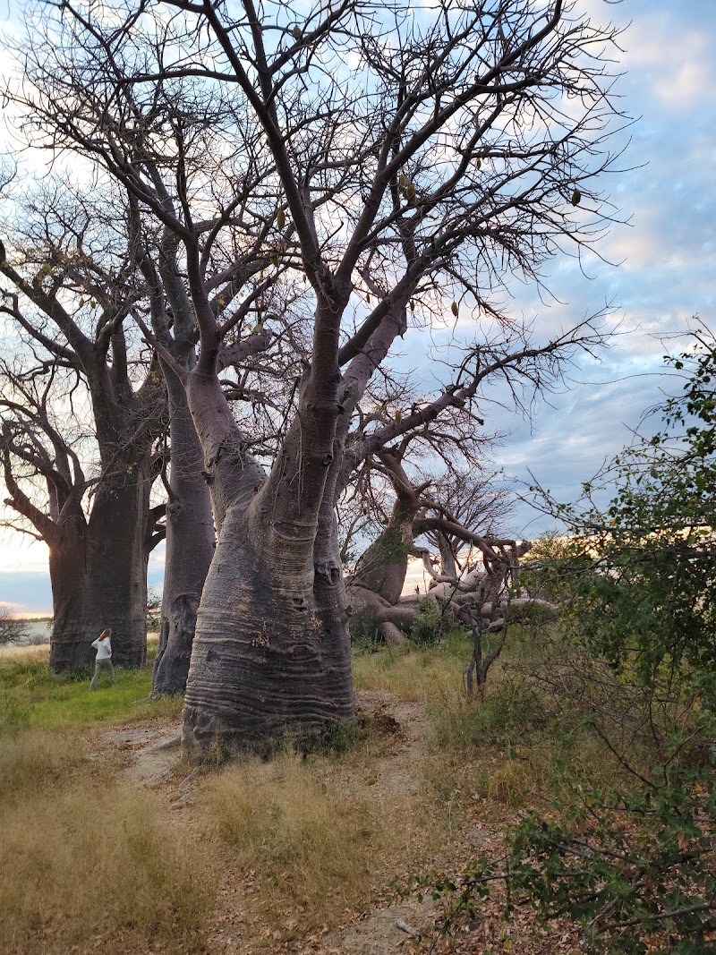 Baines Baobabs in Kudia Kam