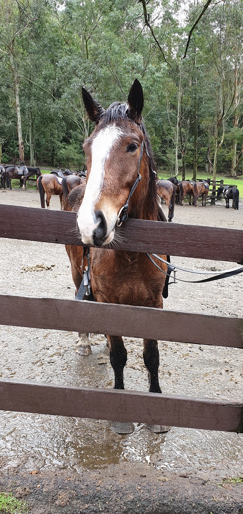 Photo 4 at Glenworth Valley Horse Riding in Glenworth Valley
