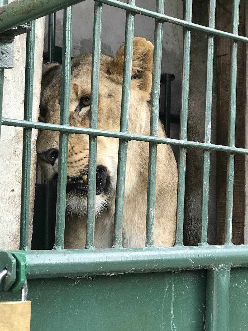 Photo 6 at Saanane National Park in Mwanza