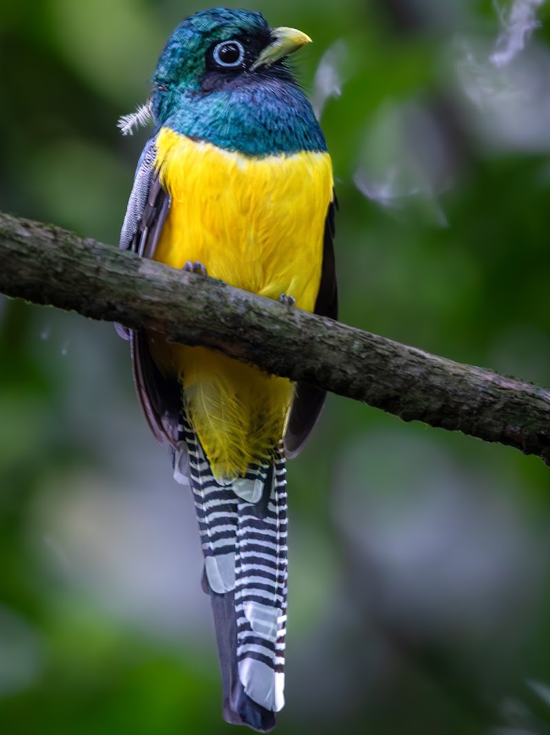 Photo 5 at Corcovado National Park in 
