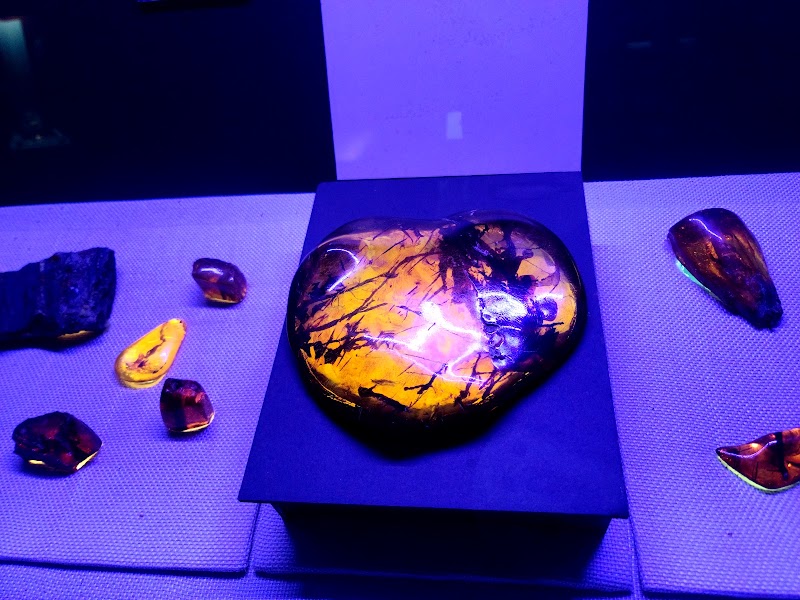 Photo 4 at Amber World Museum in Santo Domingo