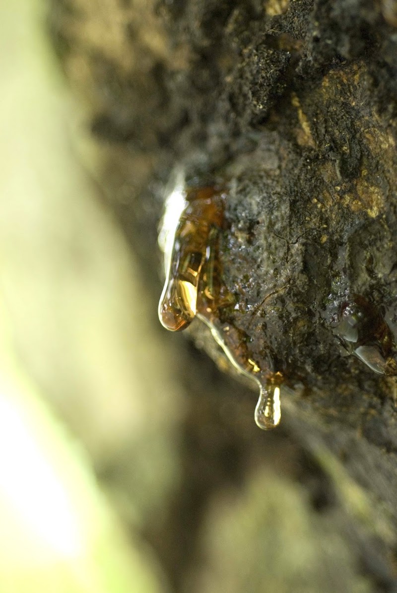 Amber World Museum in Santo Domingo