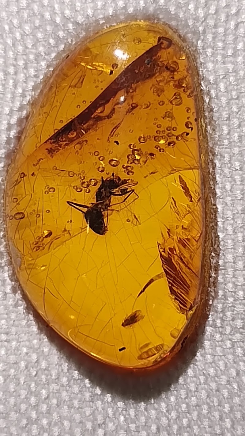 Photo 2 at Amber World Museum in Santo Domingo
