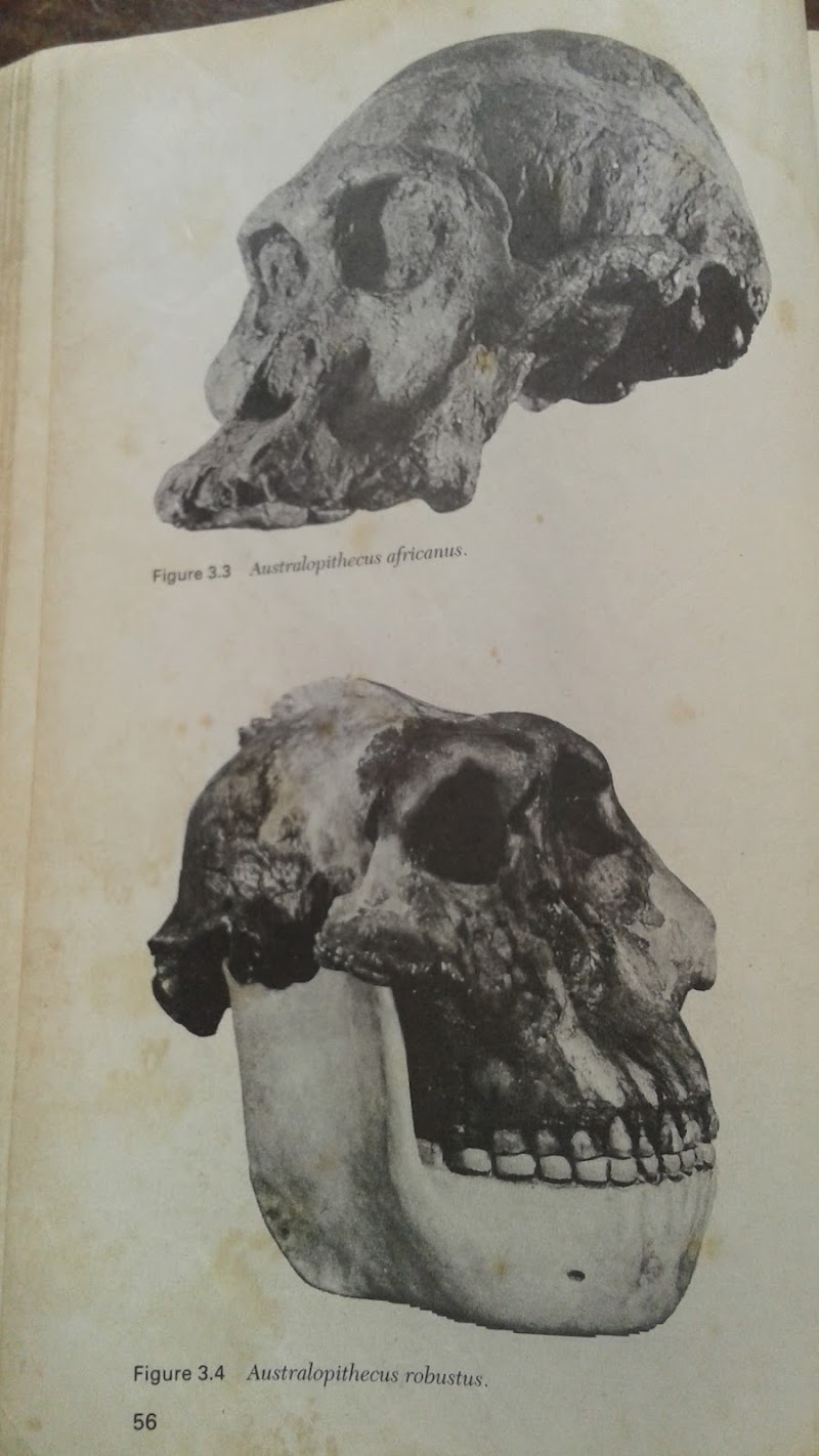 Photo 4 at Department of Archaeology and Heritage in Dar es Salaam
