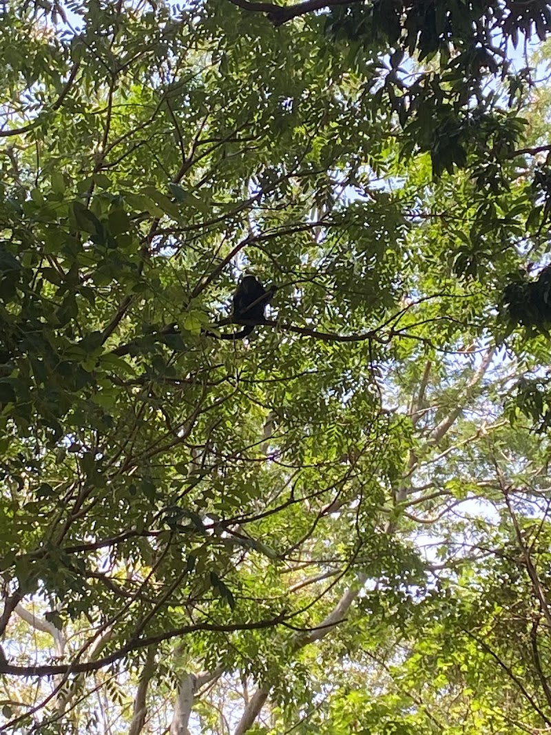 Photo 5 at Ometepe Zip Line Tour in San José del Sur