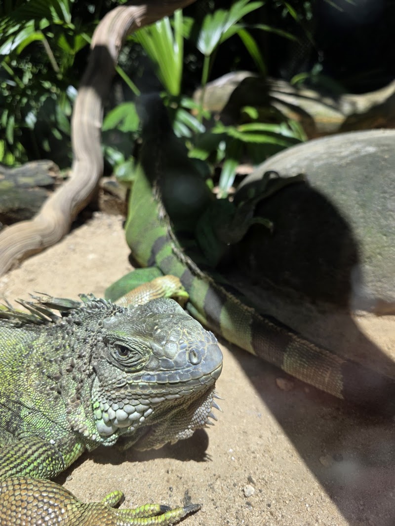 Photo 3 at La Vanille Nature Park in Riviere des Anguilles