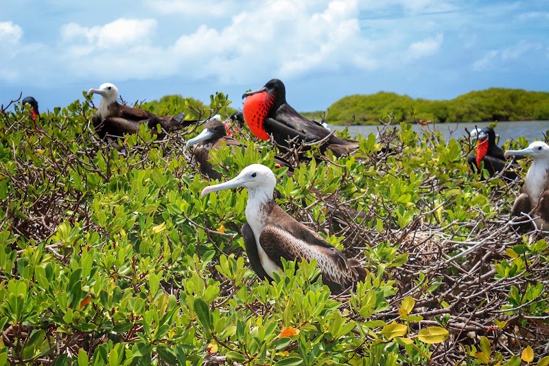 Photo 1 at Barbuda in 