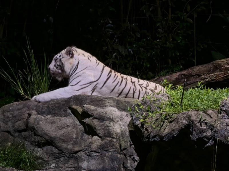 Photo 4 at Night Safari in Singapore