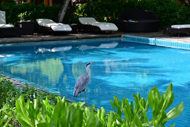 Photo 2 at Eri Maldives in 