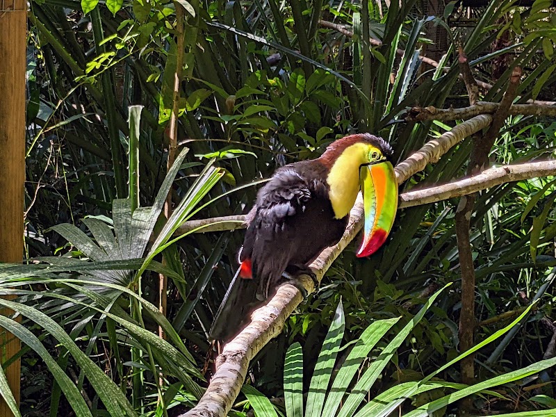 Photo 1 at The Belize Zoo and Tropical Education Center in La Democracia
