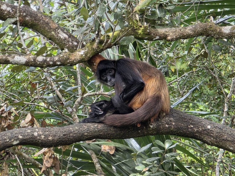 Photo 4 at The Belize Zoo and Tropical Education Center in La Democracia