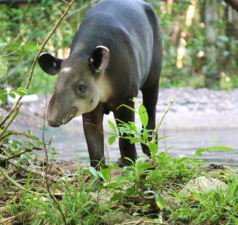 Photo 2 at The Belize Zoo and Tropical Education Center in La Democracia