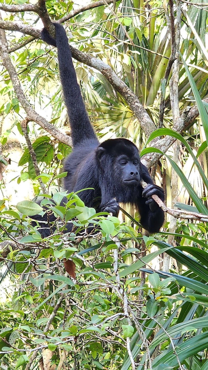 Photo 6 at The Belize Zoo and Tropical Education Center in La Democracia