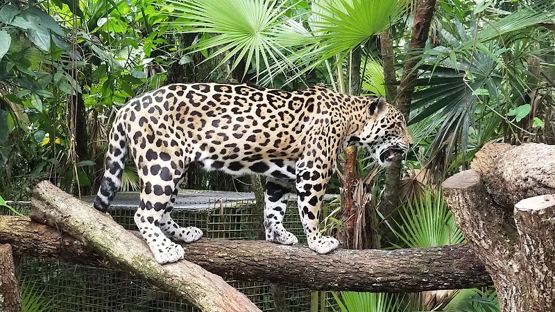 The Belize Zoo and Tropical Education Center in La Democracia