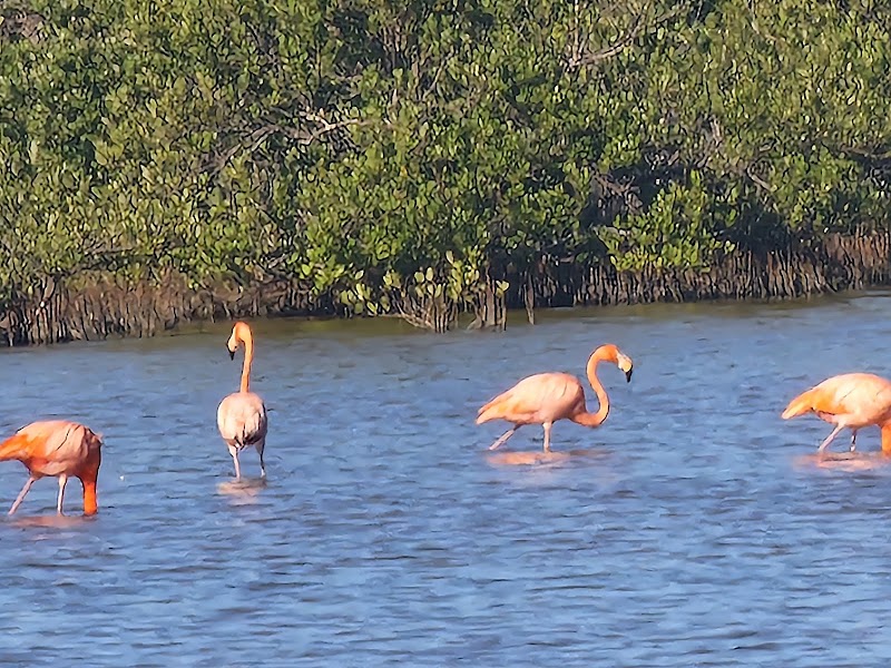 Photo 3 at Parque Nacional Ciénaga de Zapata in Colonia Pescadores de Langostas