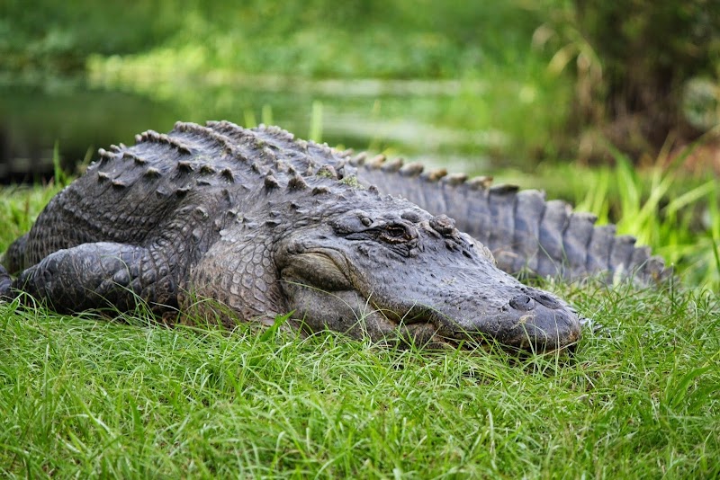 Okefenokee Swamp Park in Waycross