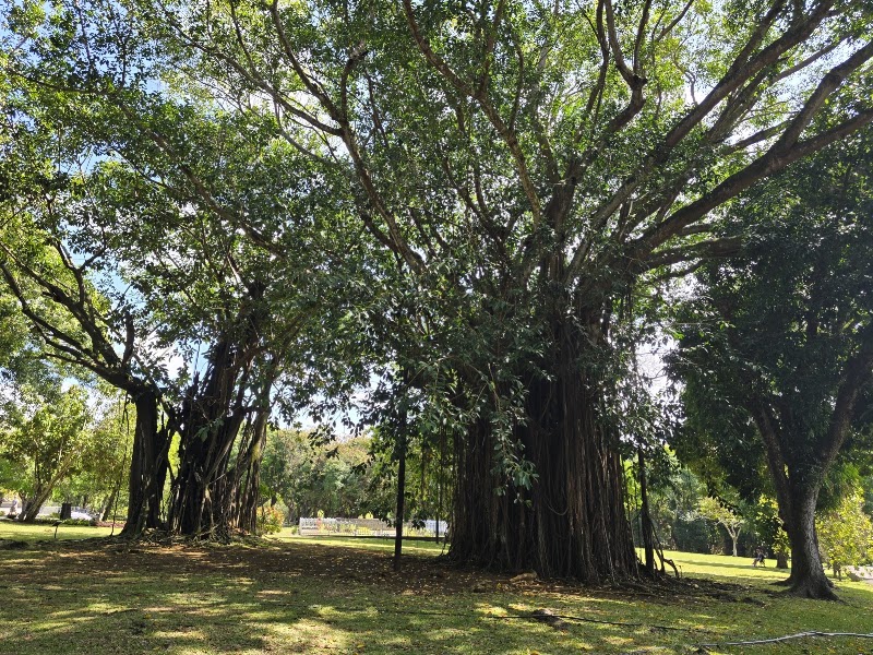 Photo 6 at Sir Seewoosagur Ramgoolam Botanical Garden in Pamplemousses