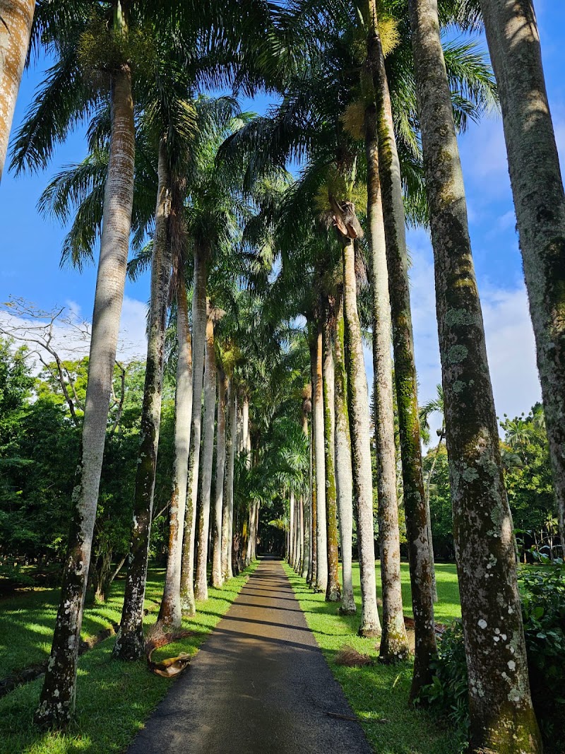 Photo 4 at Sir Seewoosagur Ramgoolam Botanical Garden in Pamplemousses