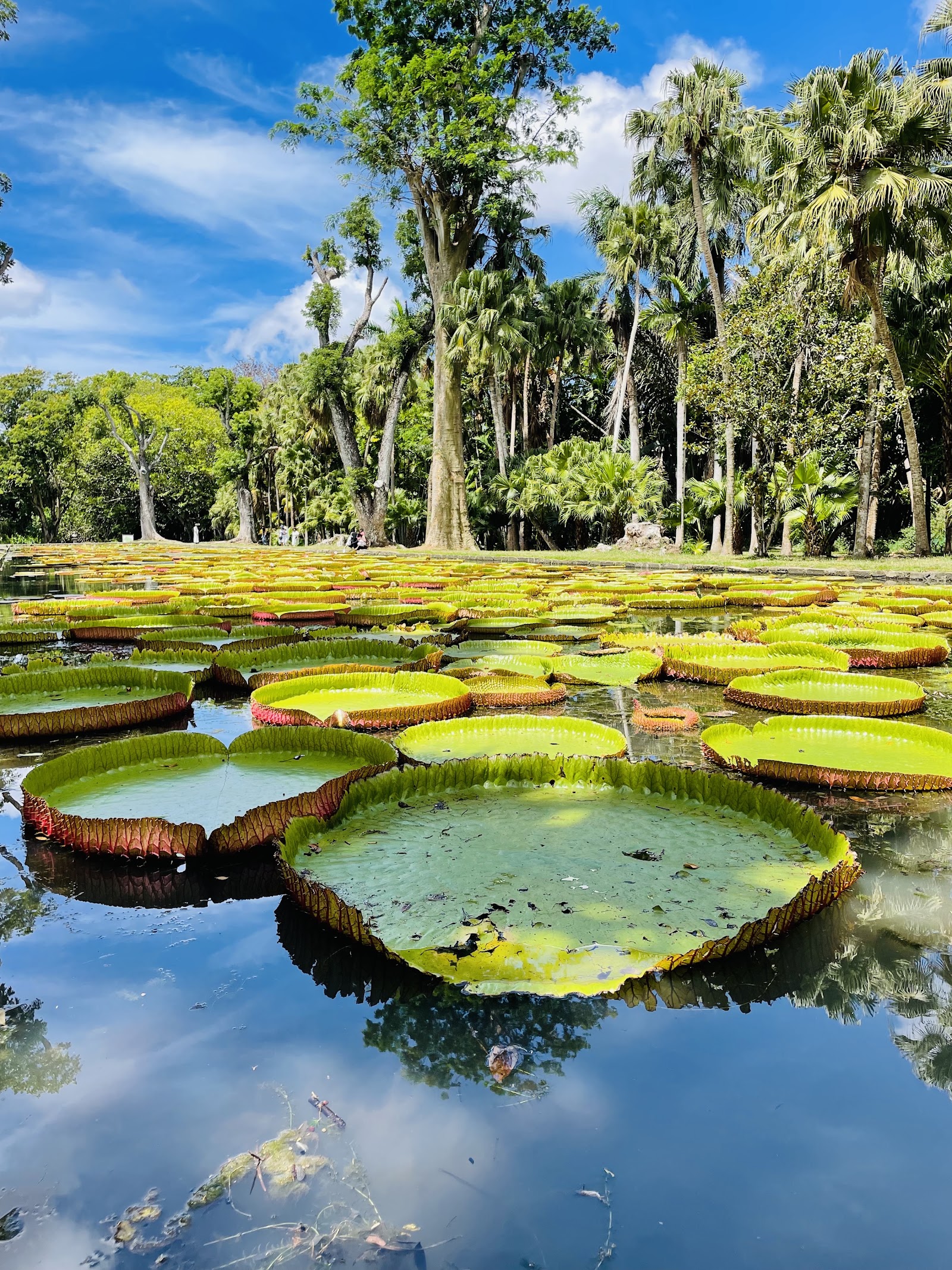 Sir Seewoosagur Ramgoolam Botanical Garden in Pamplemousses