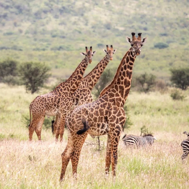 Selous Game Reserve in 