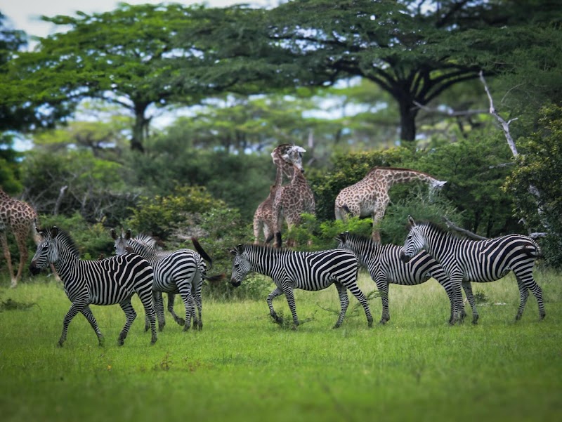 Photo 3 at Selous Game Reserve in 