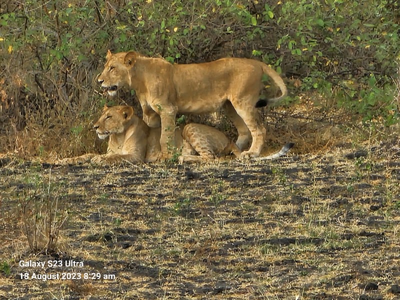 Photo 5 at Selous Game Reserve in 