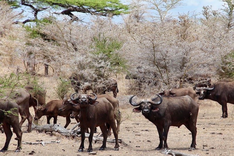 Photo 4 at Selous Game Reserve in 