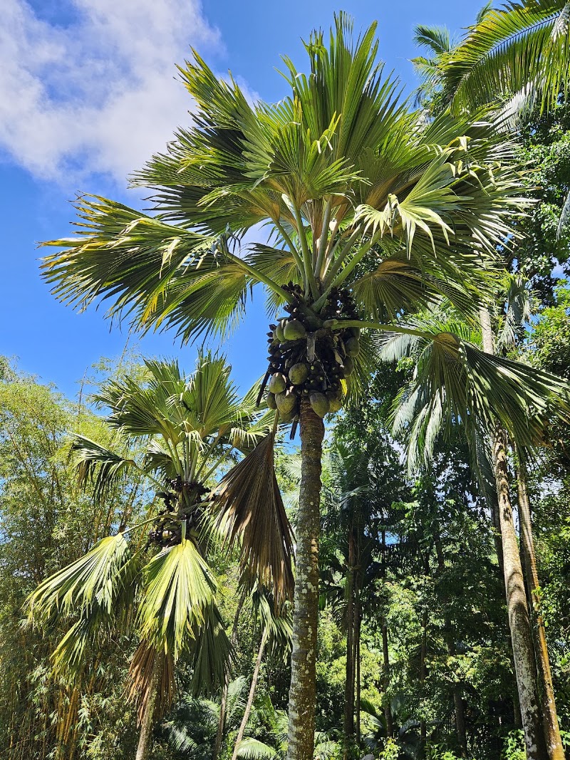 Photo 4 at Jardin du Roi Spice Garden in Anse Royale