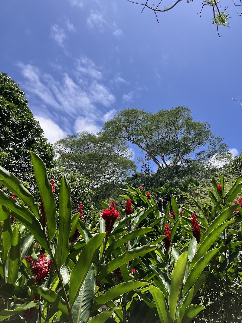 Photo 2 at Jardin du Roi Spice Garden in Anse Royale