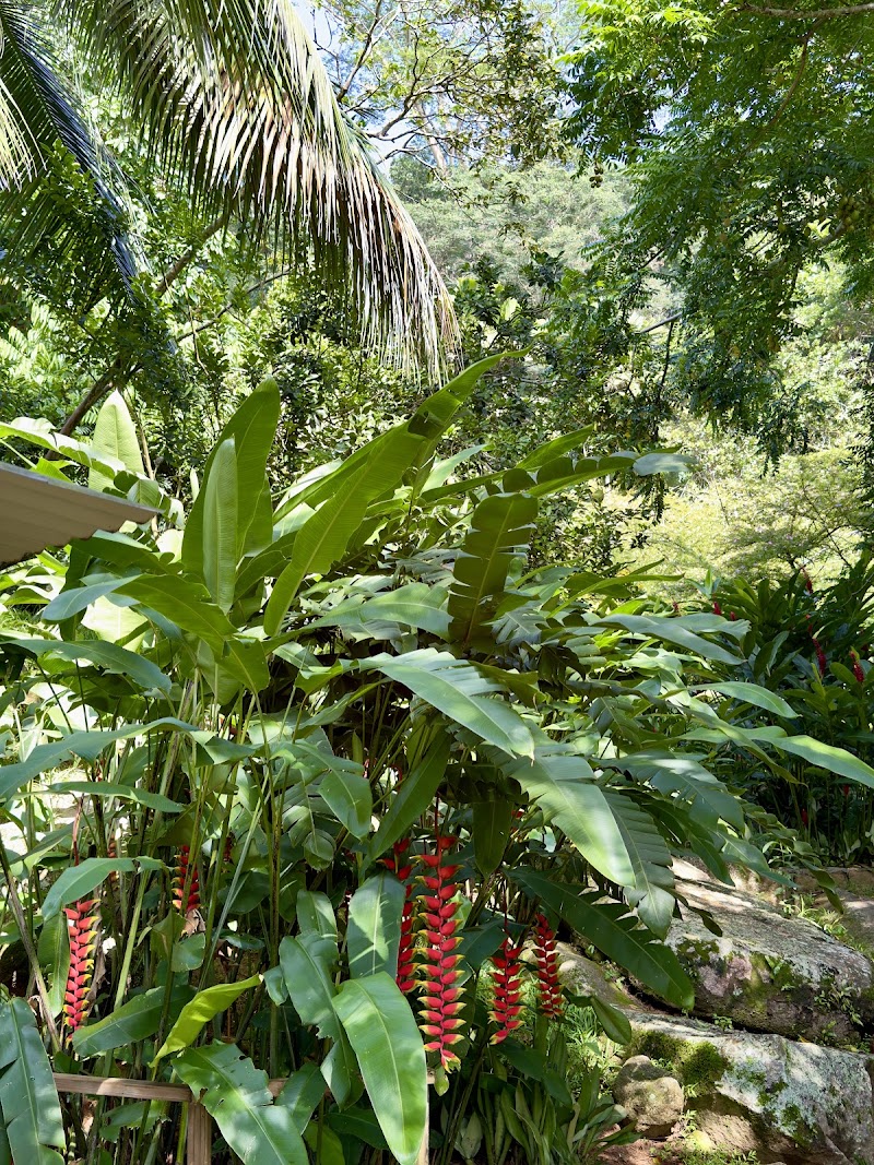 Photo 3 at Jardin du Roi Spice Garden in Anse Royale