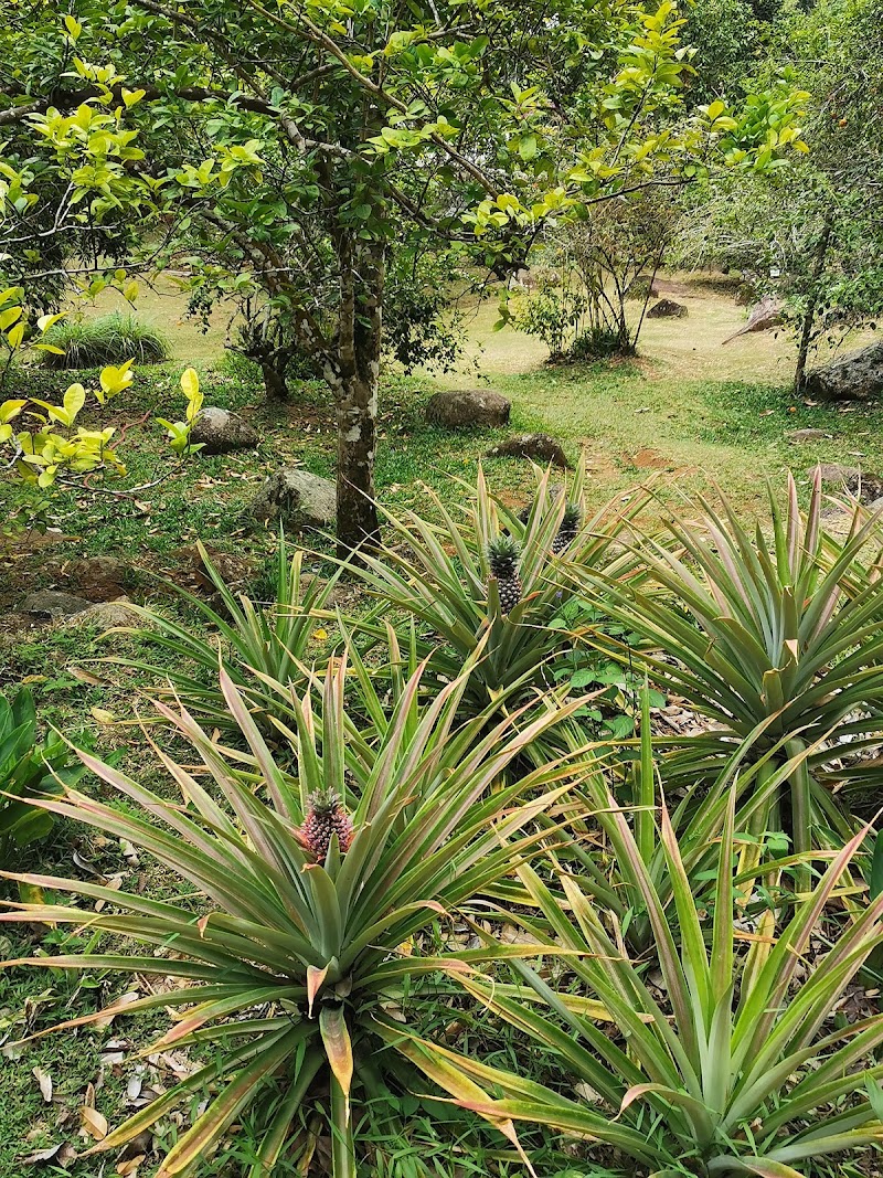 Photo 5 at Jardin du Roi Spice Garden in Anse Royale