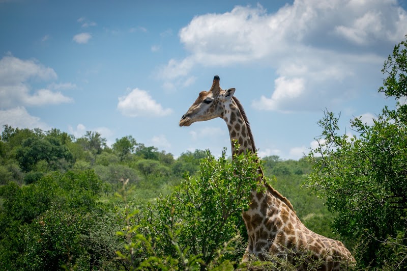 Photo 2 at Mokolodi Nature Reserve in Mokolodi