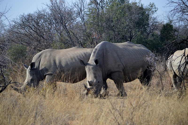 Photo 3 at Mokolodi Nature Reserve in Mokolodi