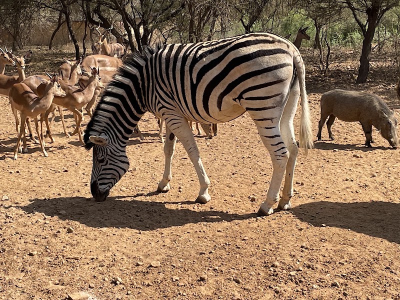 Photo 4 at Mokolodi Nature Reserve in Mokolodi