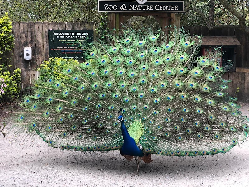 Photo 2 at Magnolia Plantation and Gardens in Charleston