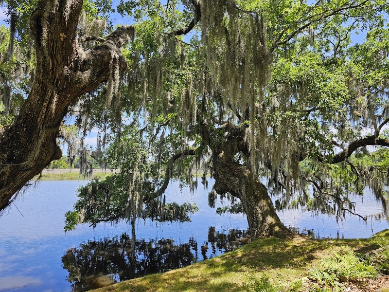 Photo 4 at Magnolia Plantation and Gardens in Charleston