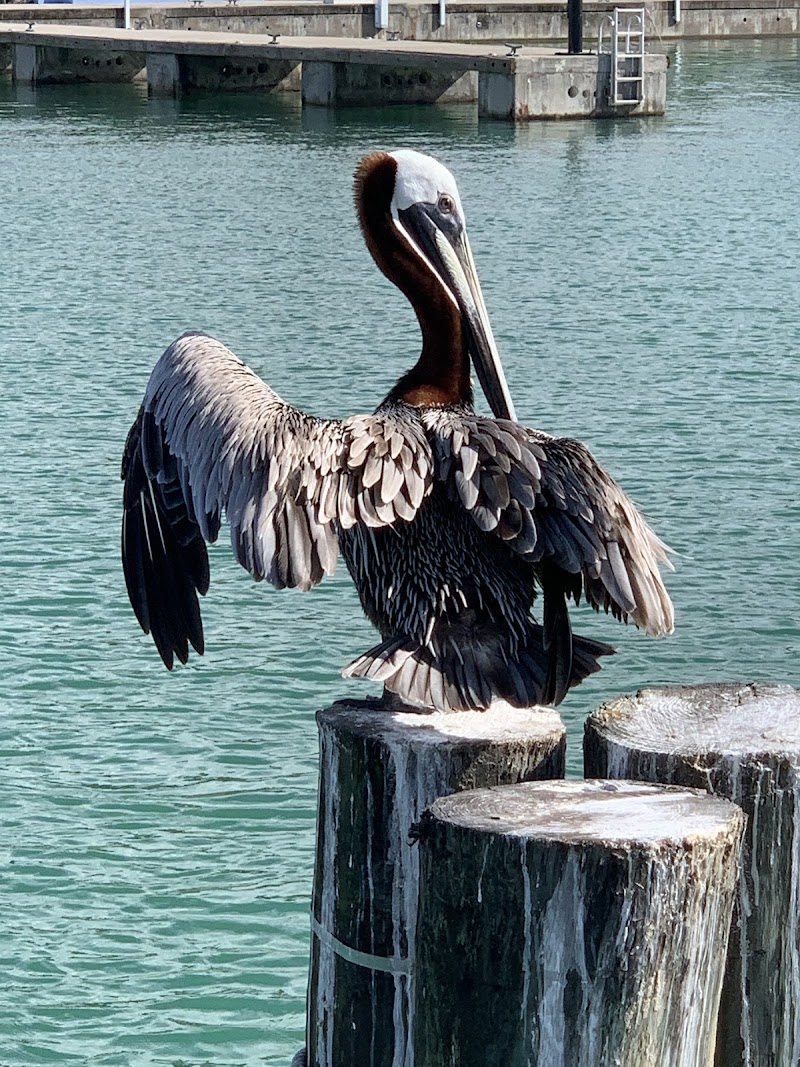 Photo 3 at Antigua Island Paradise Boat Tours in Jolly Harbour