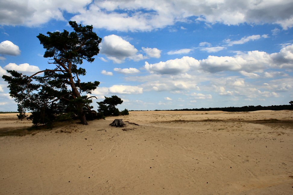 Nationaal Park De Hoge Veluwe in 