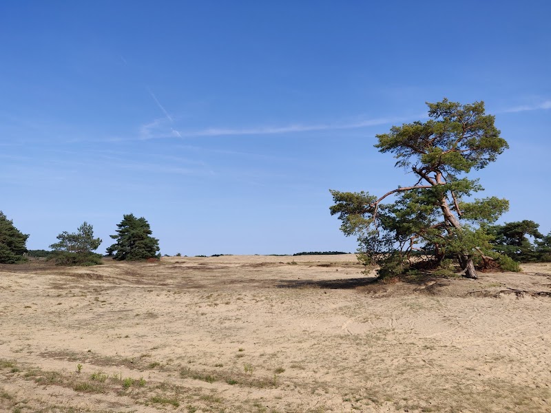 Photo 6 at Nationaal Park De Hoge Veluwe in 