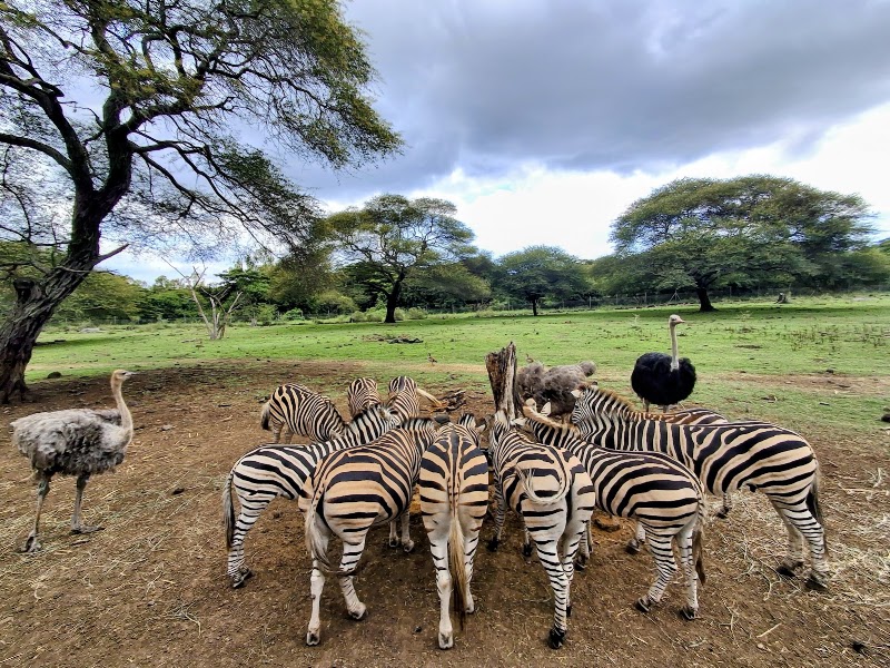 Photo 6 at Safari Adventures in Cascavelle, Black River
