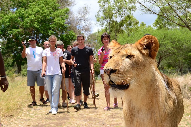 Safari Adventures in Cascavelle, Black River