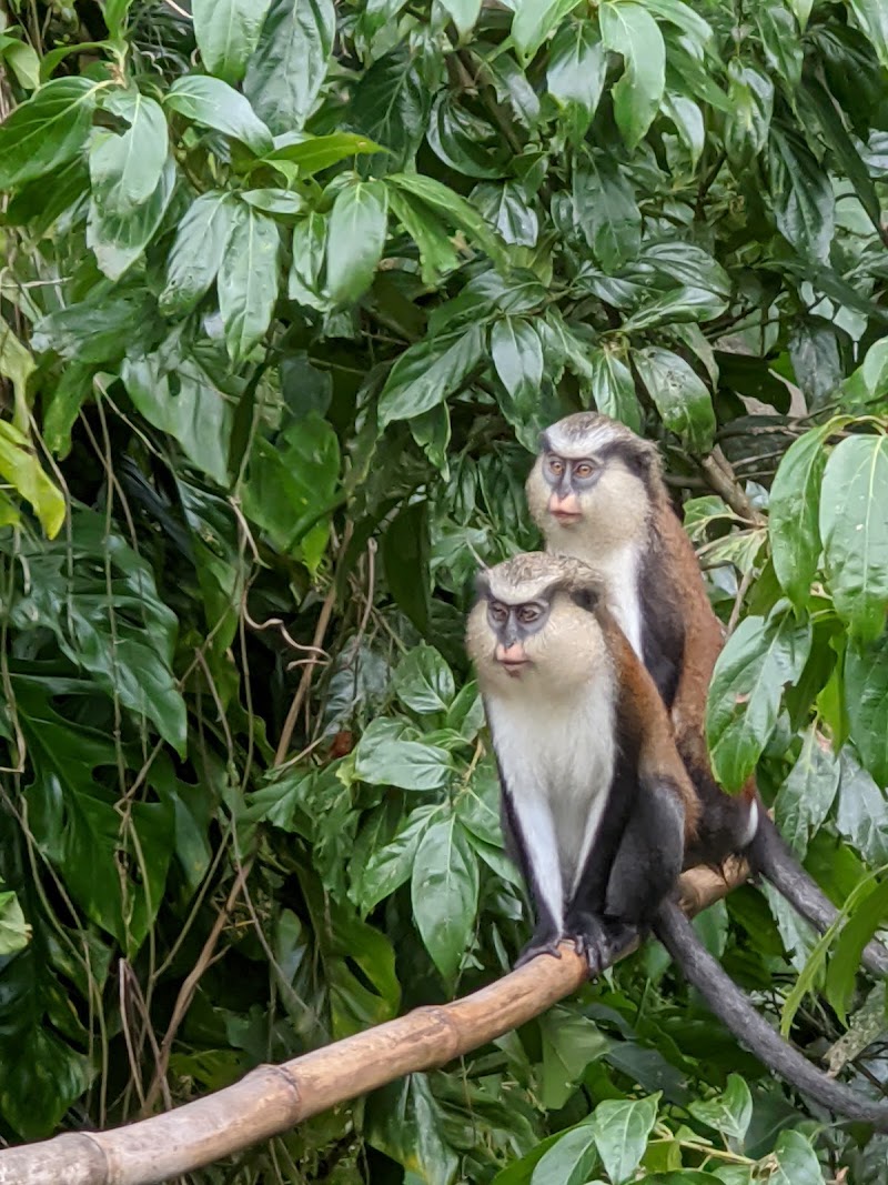 Photo 3 at Grand Étang National Park in Constantine