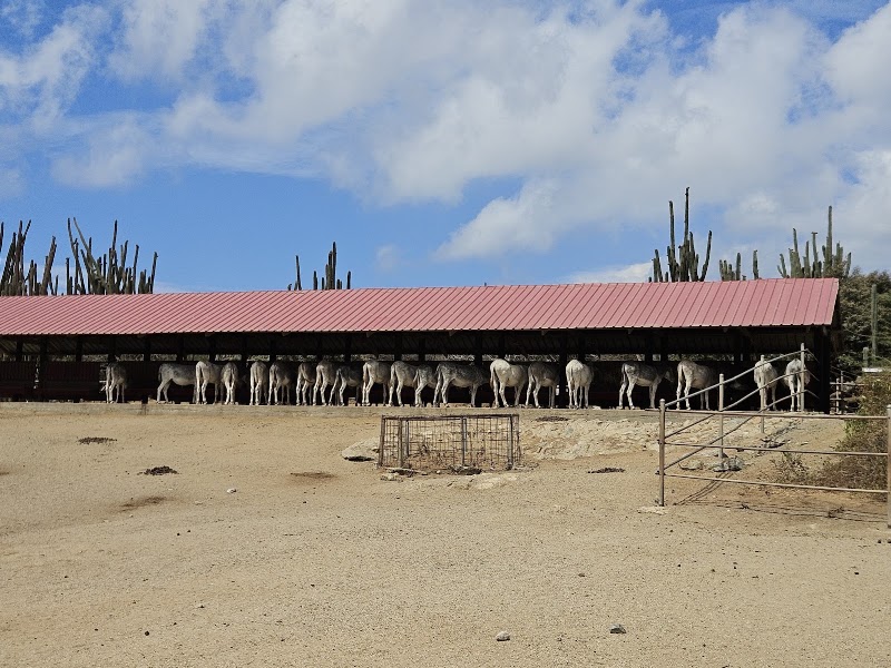 Photo 6 at Donkey Sanctuary Aruba in Santa Cruz