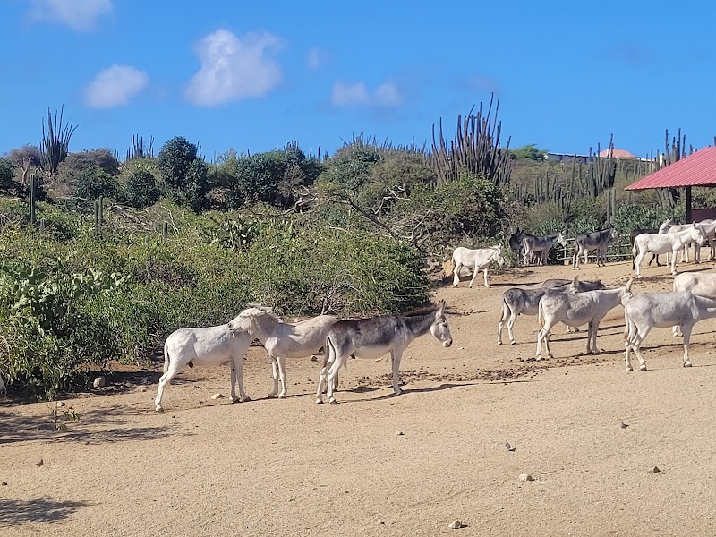 Photo 5 at Donkey Sanctuary Aruba in Santa Cruz