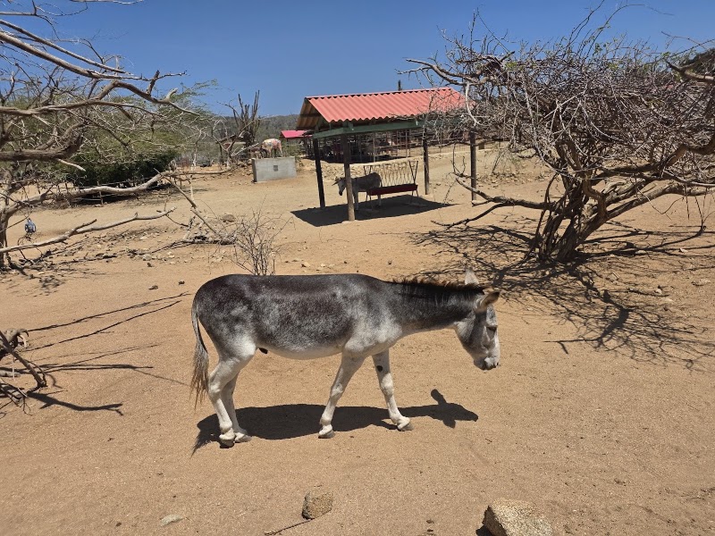 Photo 4 at Donkey Sanctuary Aruba in Santa Cruz